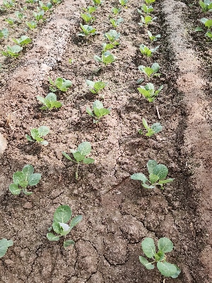 海植素卷心菜大棚实验