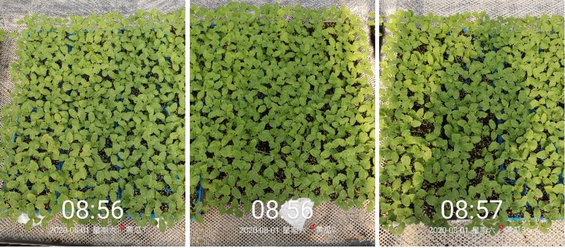 海植素黄瓜实验