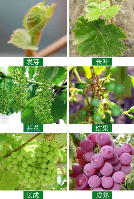 葡萄开花结果全过程
