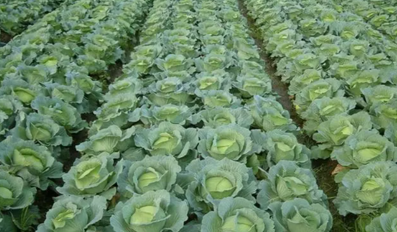 包菜什么时候种植合适