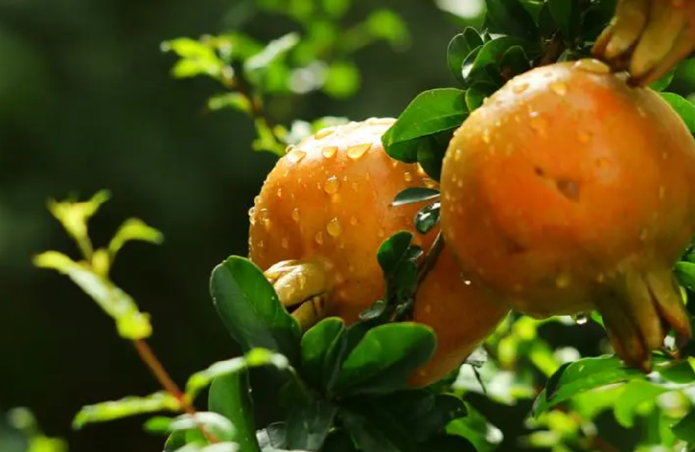 石榴树如何施肥