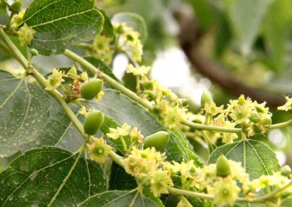 枣树开花如何施肥