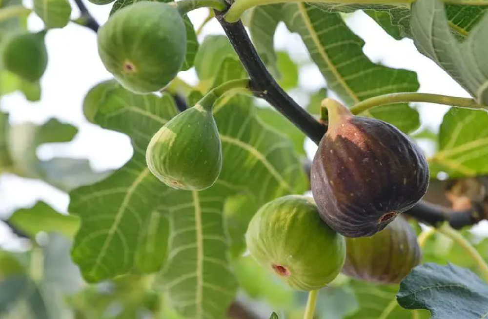 无花果喜欢什么肥料