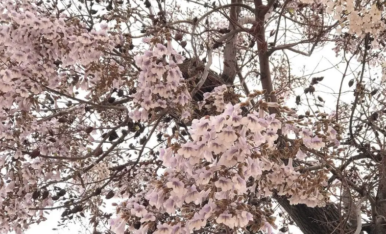 花子树黄叶怎么办啊