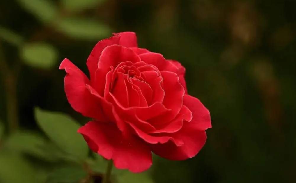 月季花的病虫害怎么防治