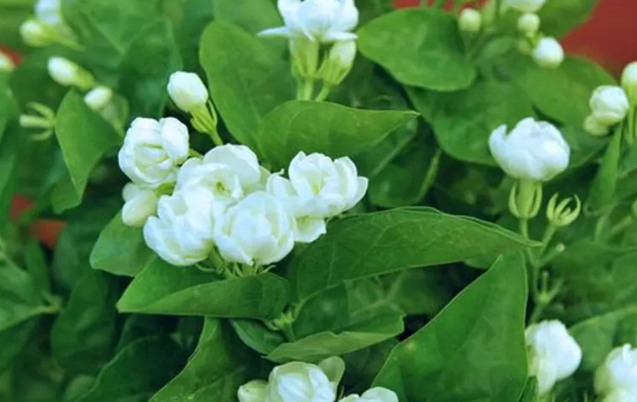 用什么肥料能促进花草开花