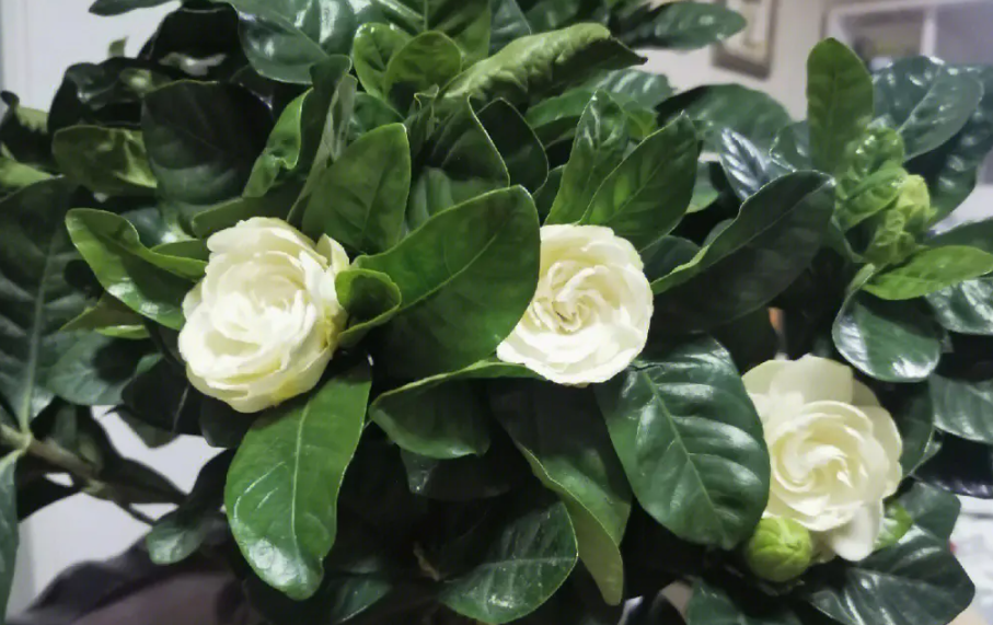 栀子花如何施肥