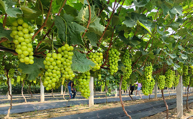 阳光玫瑰葡萄膨果用哪些肥料