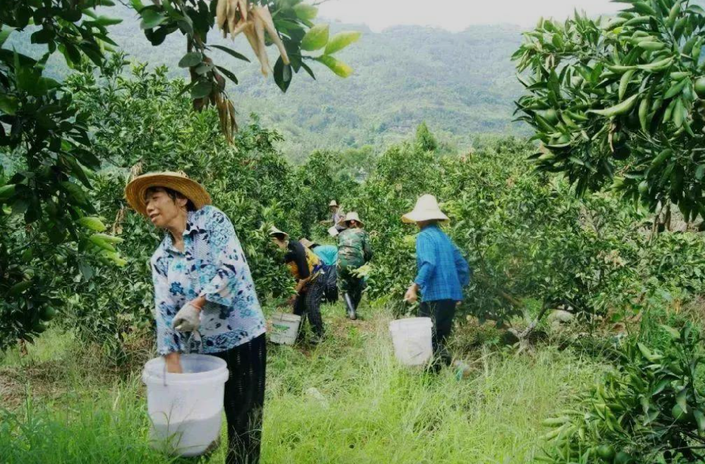 果树合理的施肥时间和频率：果树多久施肥一次