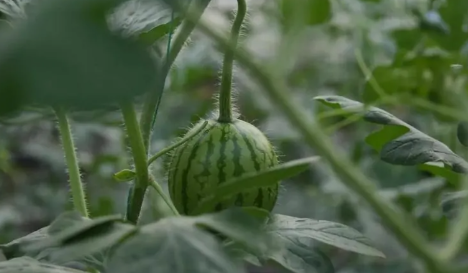 西瓜保花保果用什么药