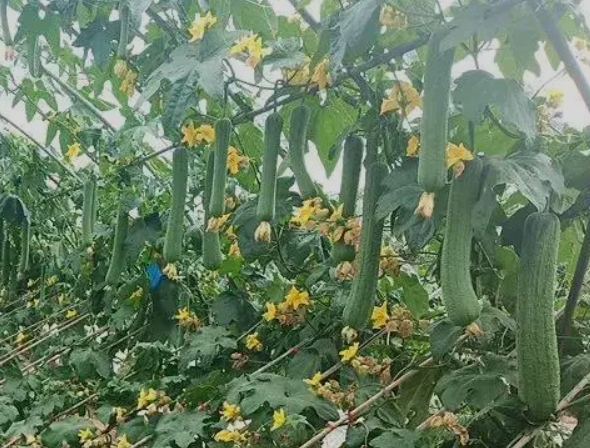 丝瓜坐果用什么肥料