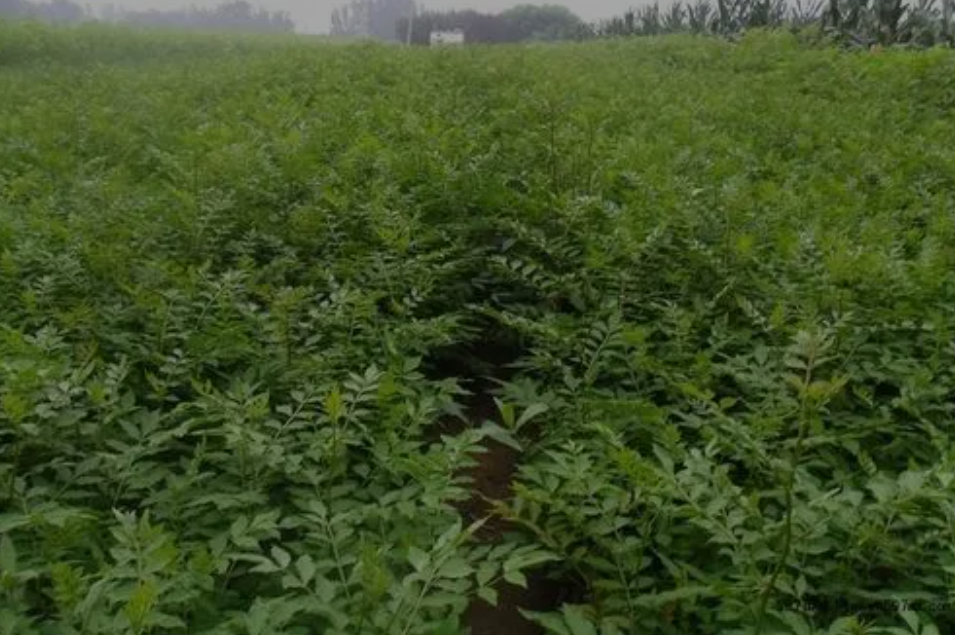 花椒苗施什么肥料最好