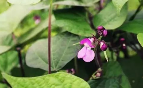 豆角花芽分化期冲什么肥