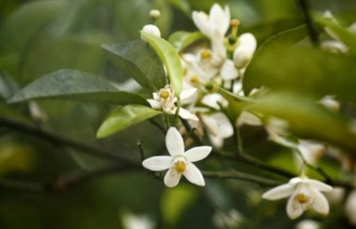 橙子保花保果用什么肥料
