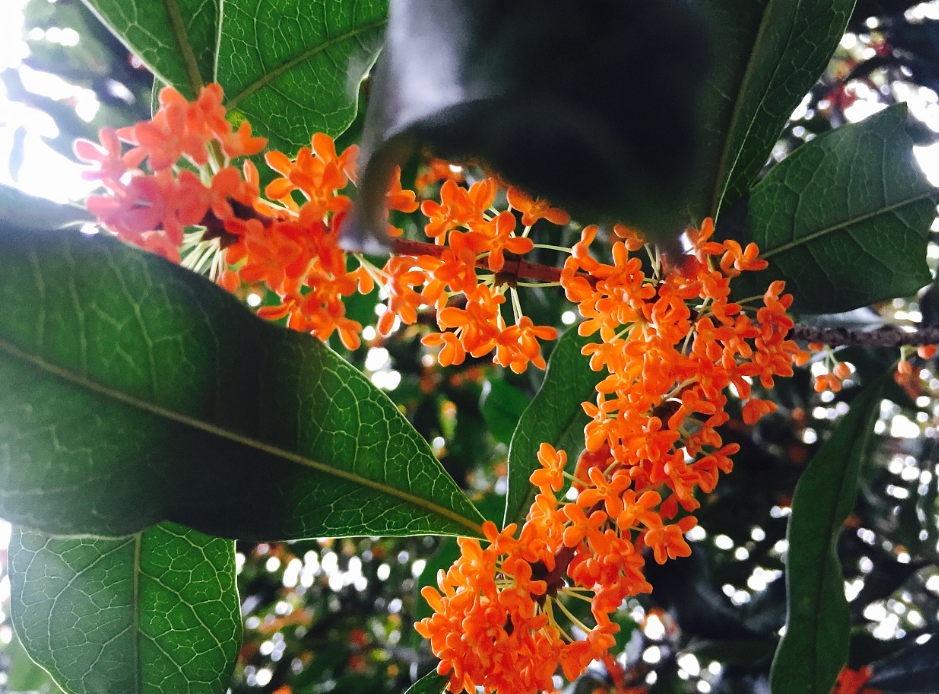 桂花用什么肥料促开花
