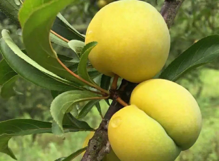 蜂糖李怎样保花保果