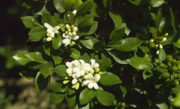 桔子树开花如何去保花保果