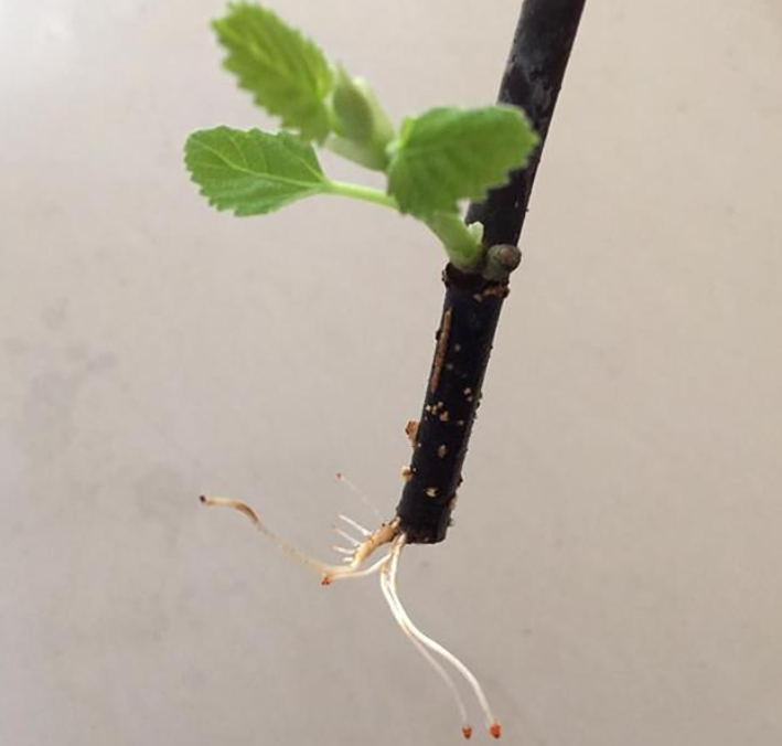 让果树枝生根再种方法
