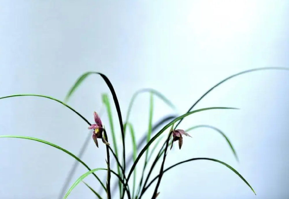 兰花现在可以施肥吗?用什么肥料好?