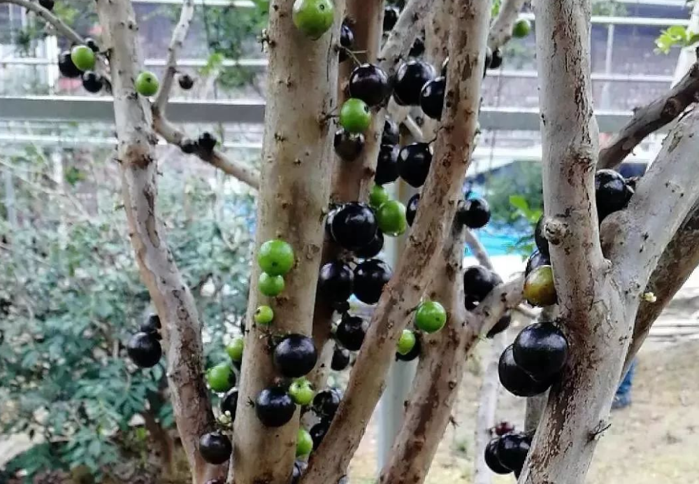 树葡萄不开花不结果怎么办