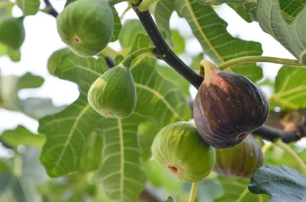 无花果树的施肥时间和施什么肥