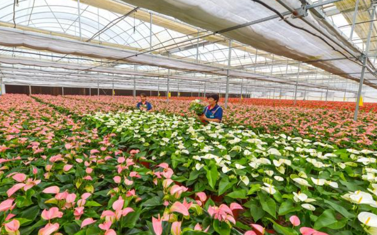 花卉专用肥有什么肥料