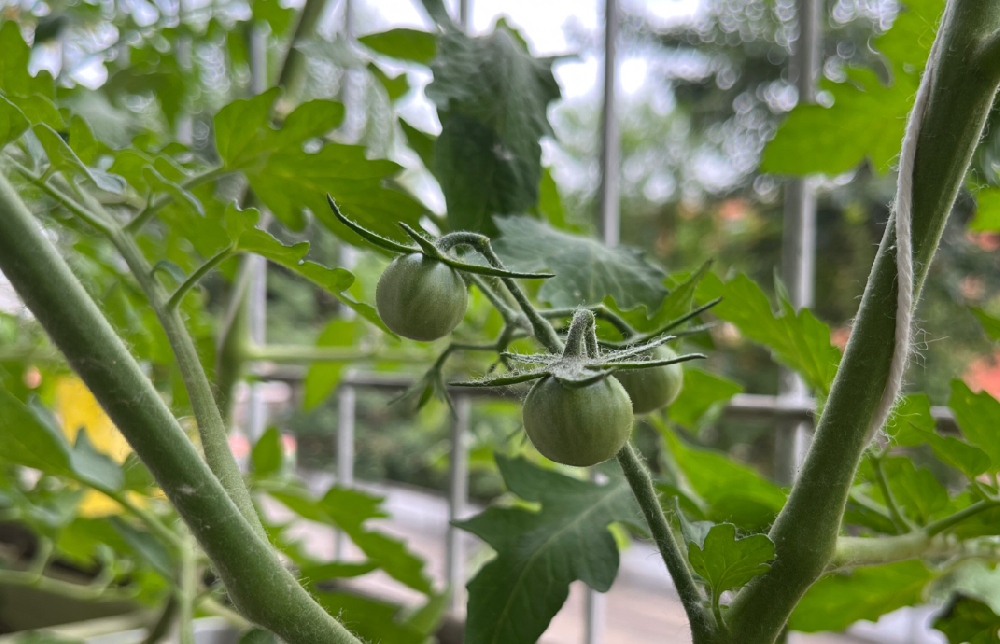 番茄坐果不膨大什么原因