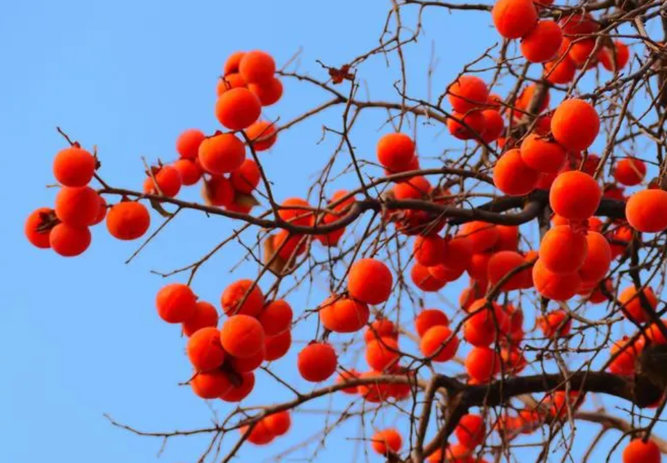 柿子树怎样保花保果