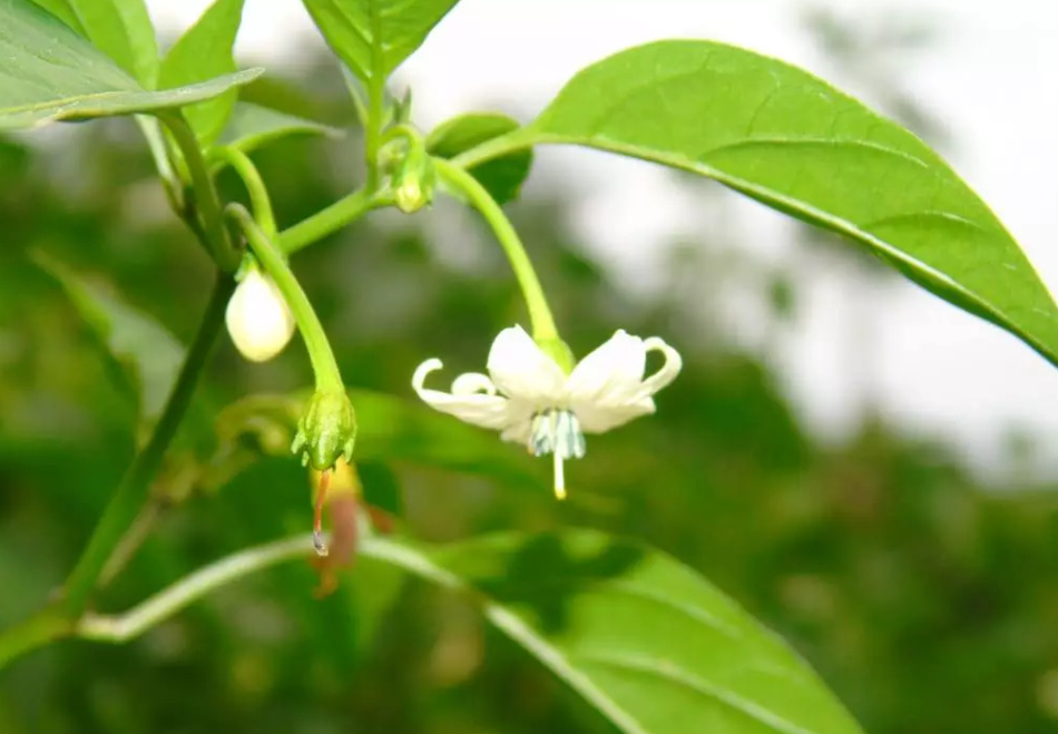 辣椒开花坐果期用什么肥好