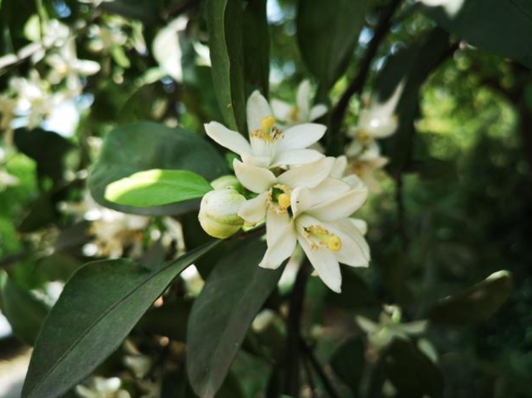 桔子树用什么肥料保花保果