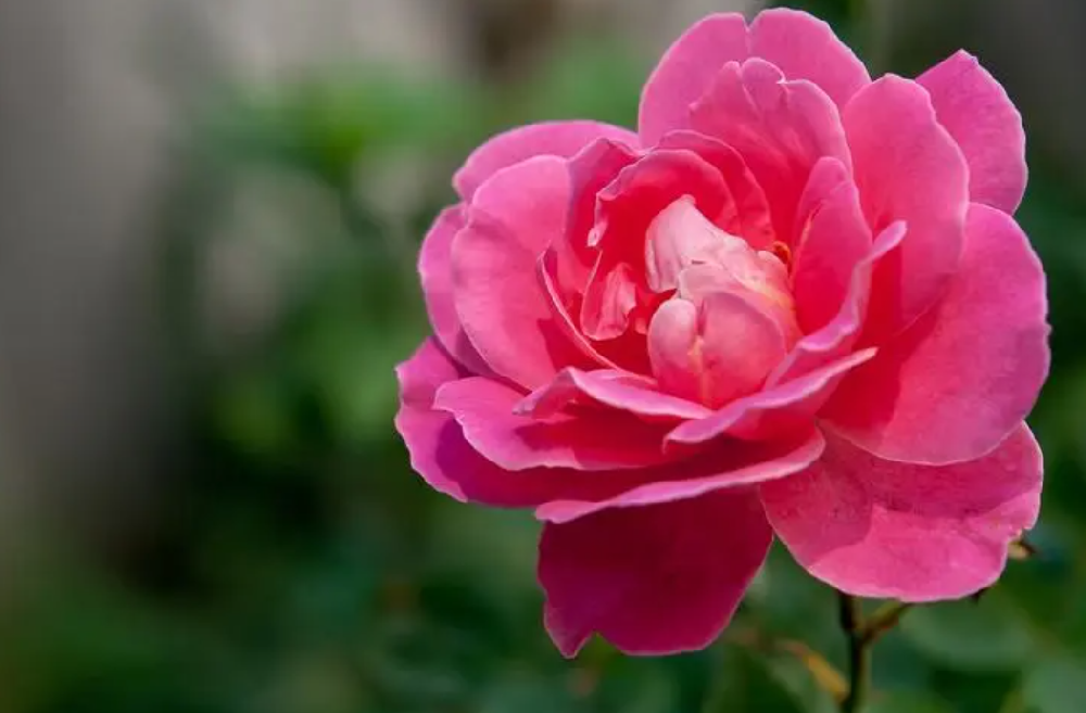 月季花施什么肥料最好？