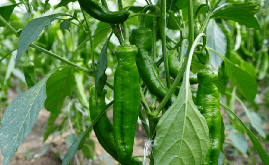 辣椒保花保果用什么肥料好