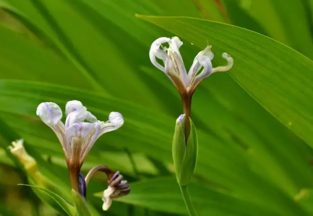 兰草花