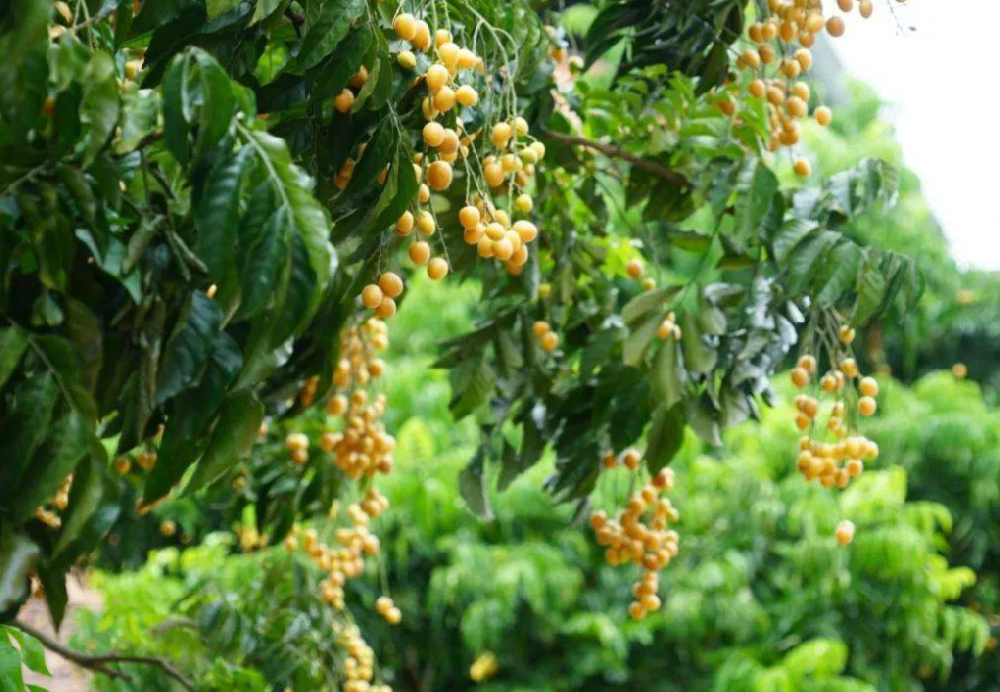 黄皮果树保花保果