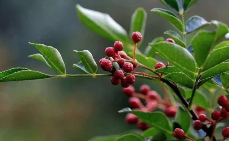 花椒树追什么肥料好