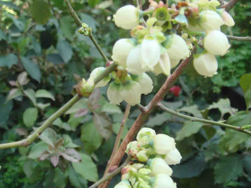 蓝莓开花不坐果