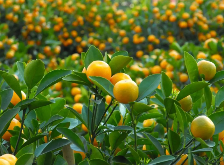 金桔开花怎么保花保果