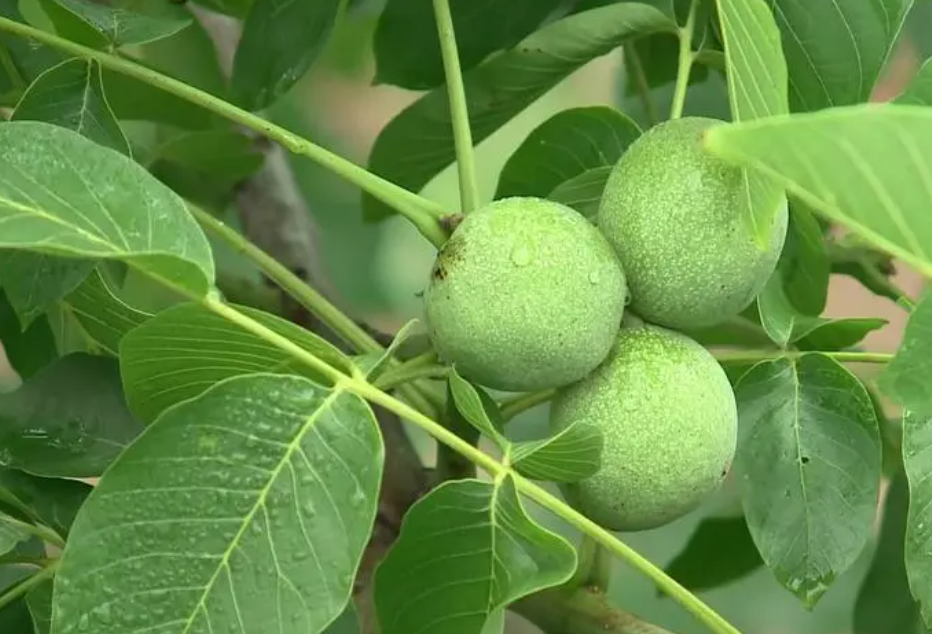 核桃树保花保果用什么肥料好