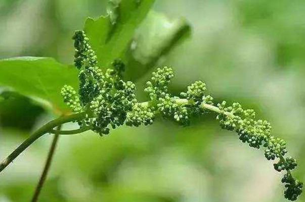 葡萄落花怎么保花保果