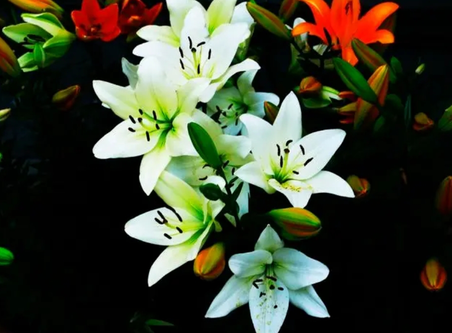 香水百合施肥
