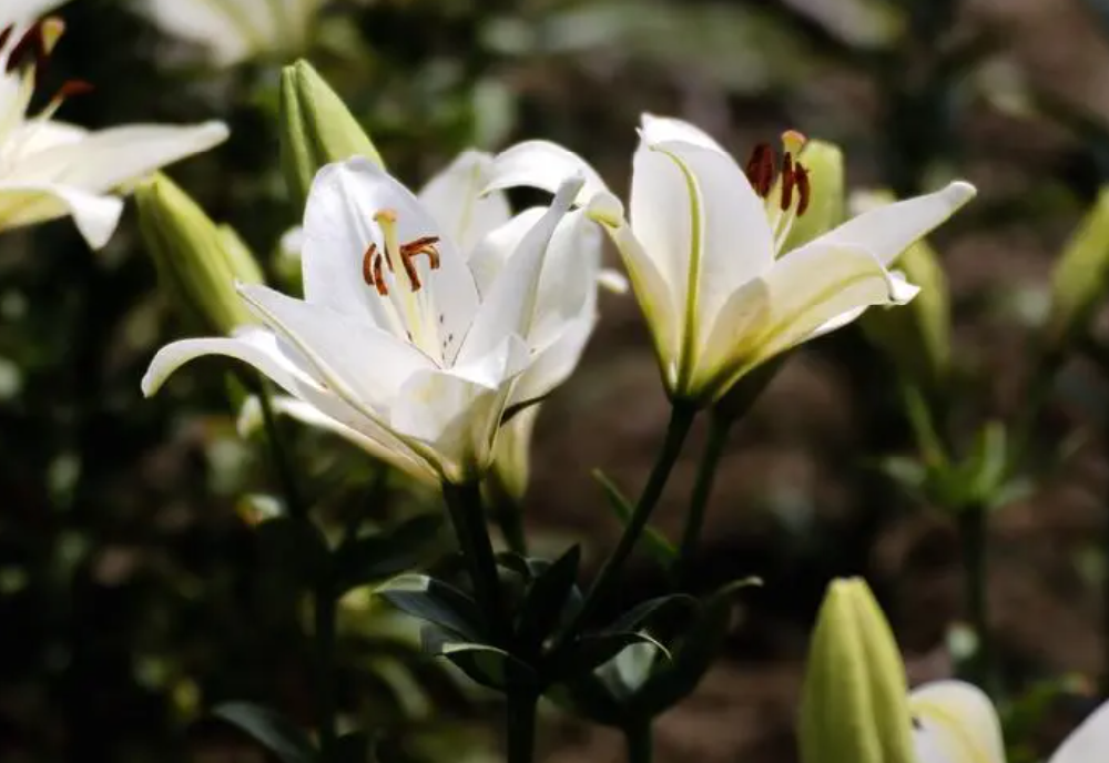 百合花用什么肥料