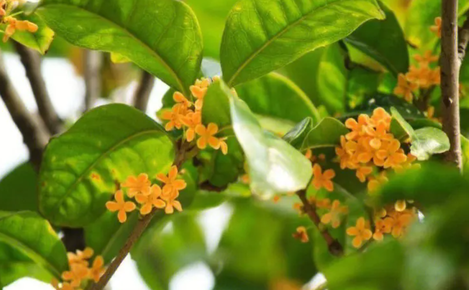 桂花树烂根的处理办法