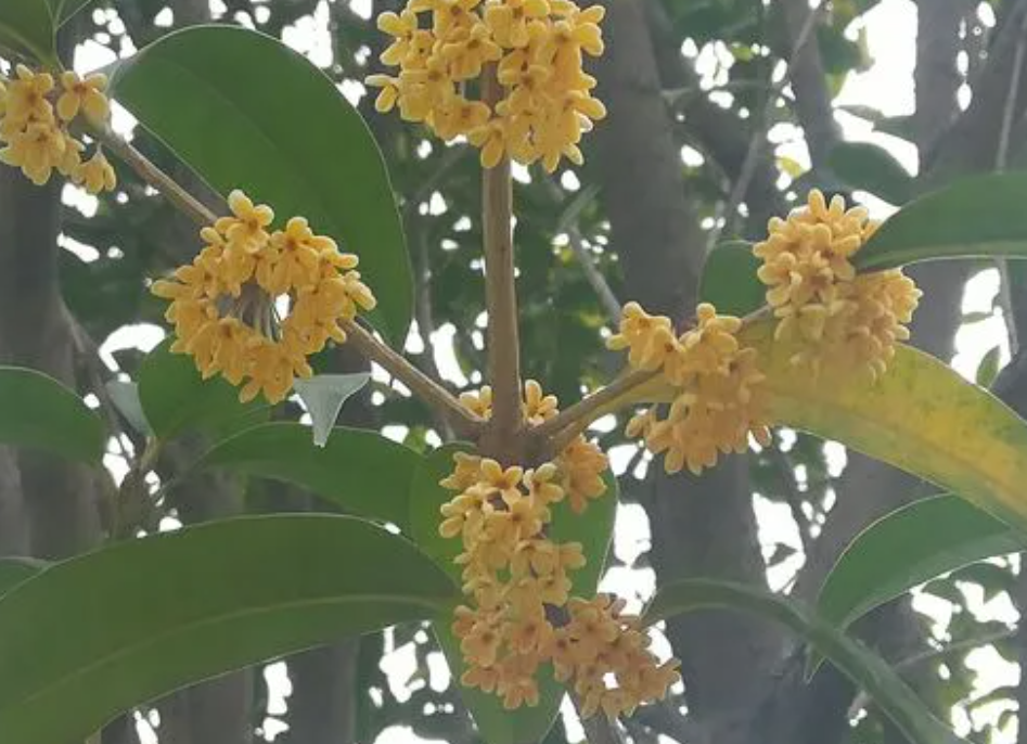 桂花树使用什么肥料最好