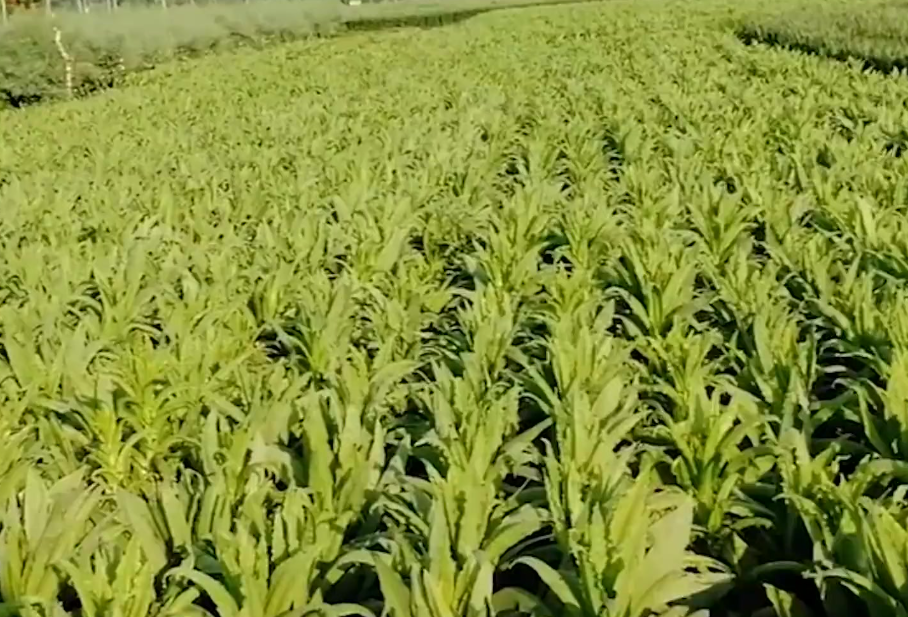 贡菜用什么肥料产量高