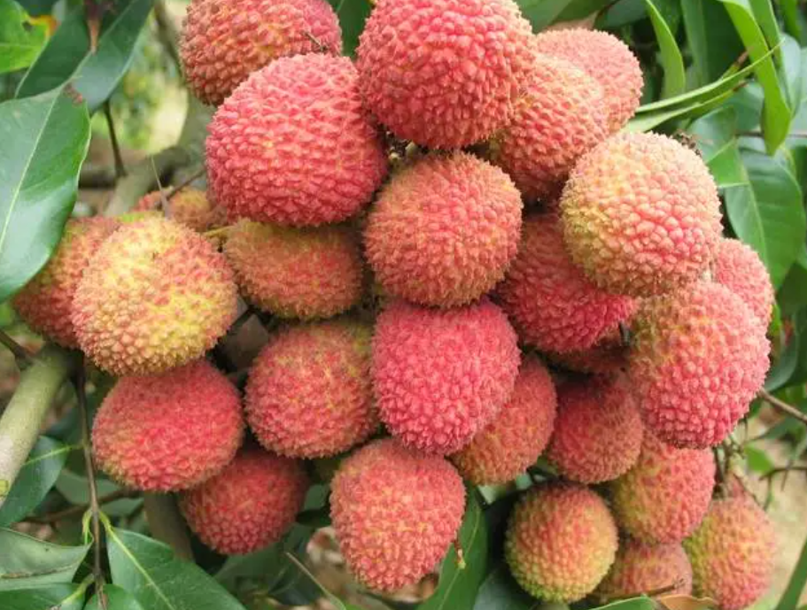 桂味荔枝施什么肥催花
