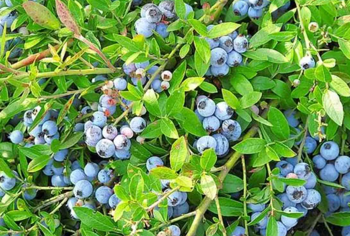 无花果结果了施什么肥