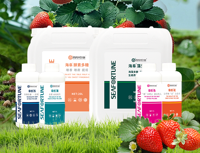 草莓什么时候种植最好