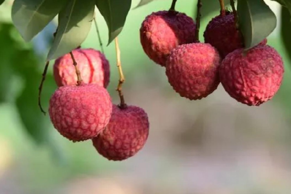荔枝在什么时候施肥