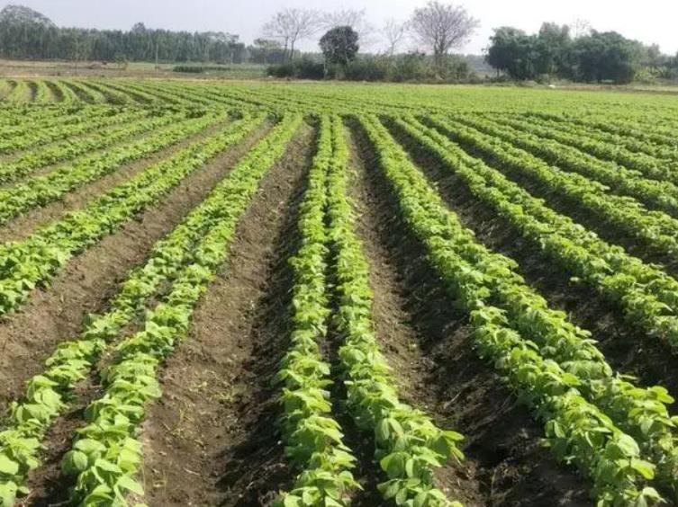 种植毛豆用什么肥料