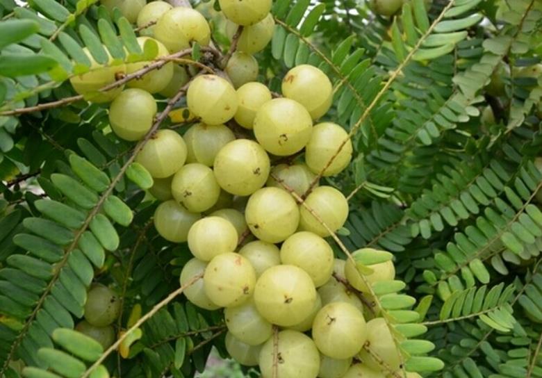 油甘果怎么保花保果